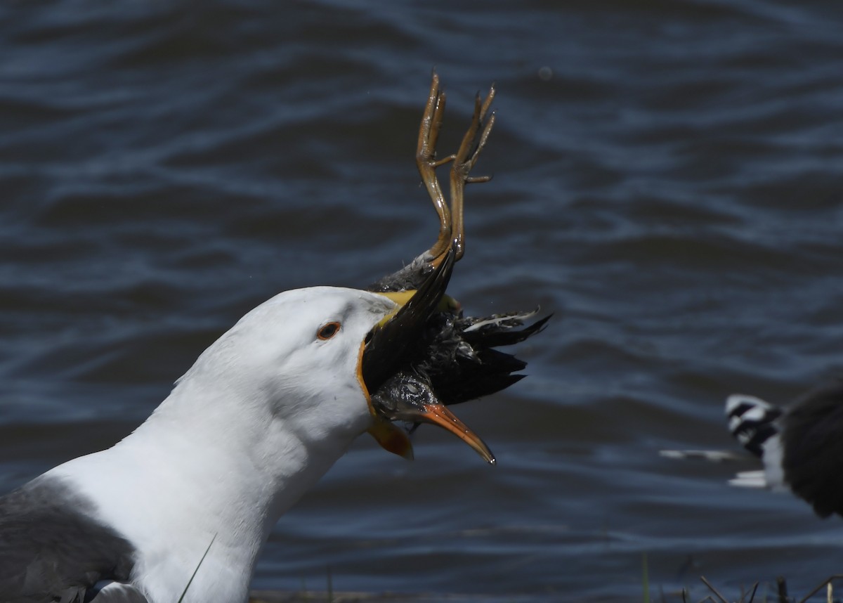 Great Black-backed Gull - ML211579071