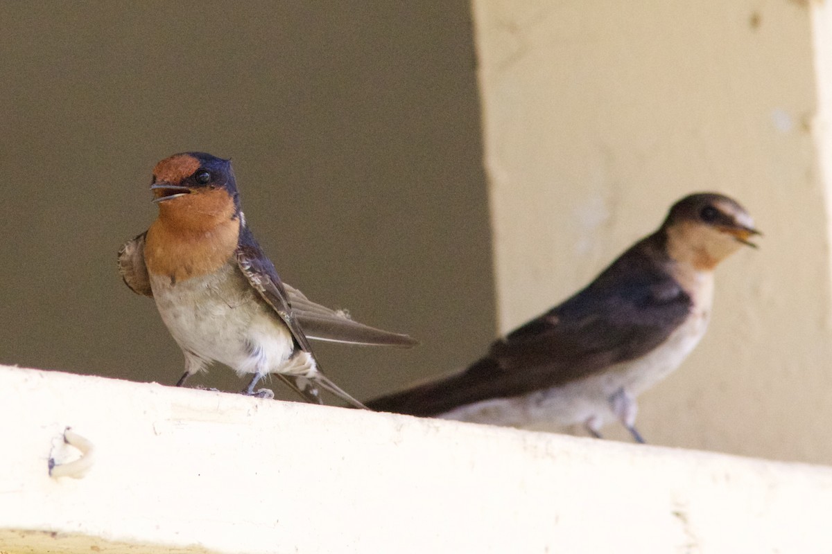 Golondrina Australiana - ML211579091