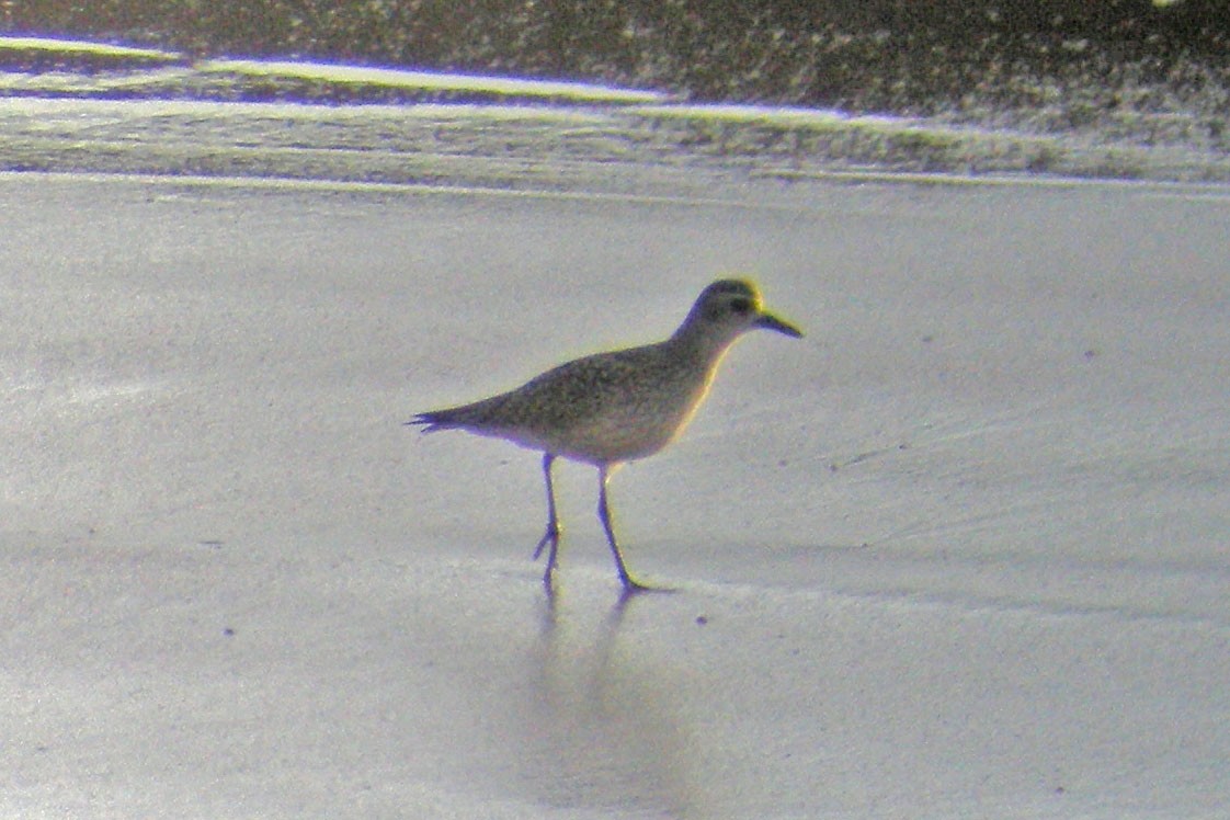 Black-bellied Plover - ML21157921