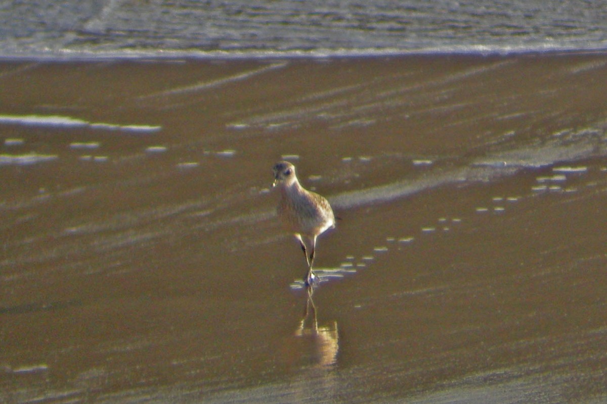 Black-bellied Plover - ML21157931