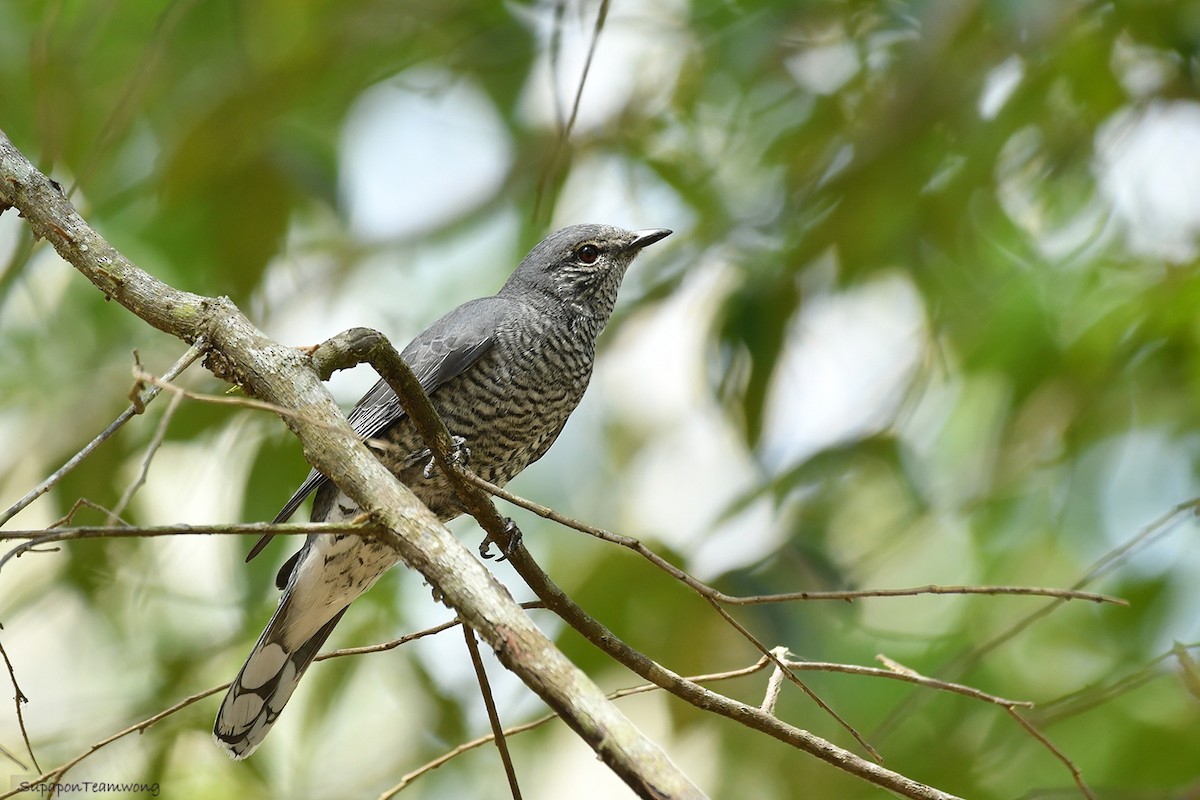 Indochinese Cuckooshrike - Supaporn Teamwong