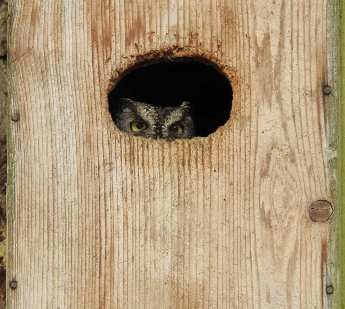 Western Screech-Owl - ML211581711