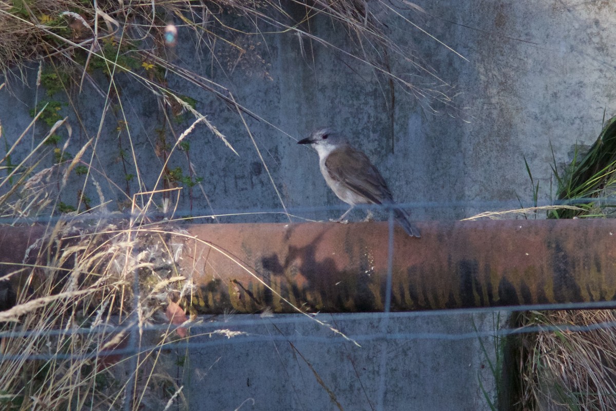 Gray Shrikethrush - ML211582961