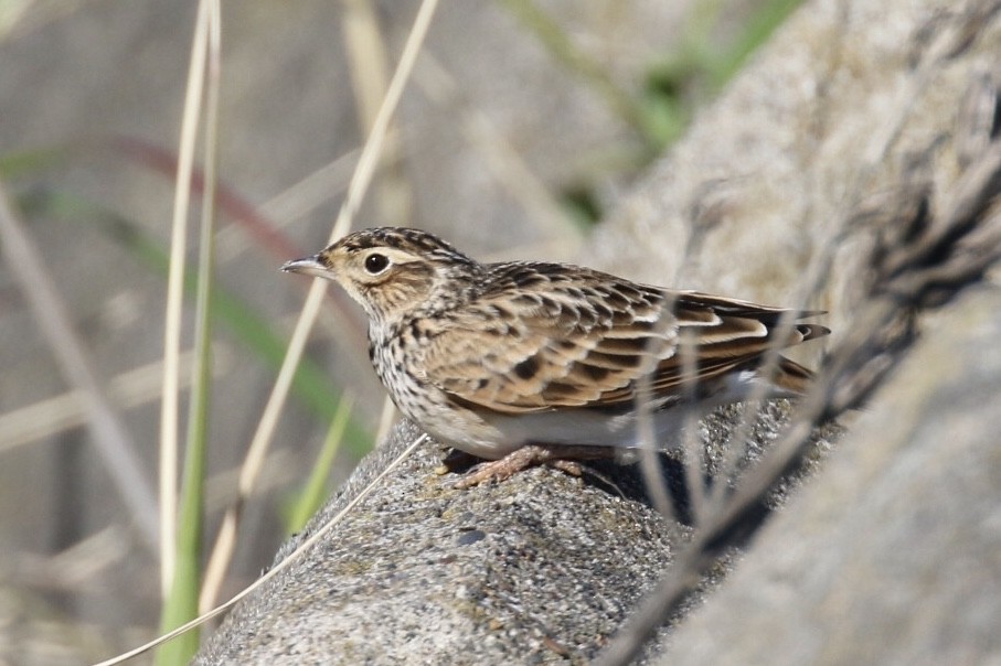 Eurasian Skylark (Far Eastern) - ML211583891