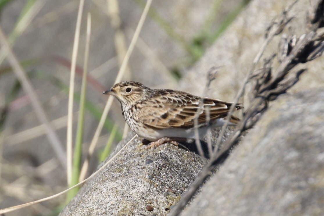 Eurasian Skylark (Far Eastern) - ML211583901