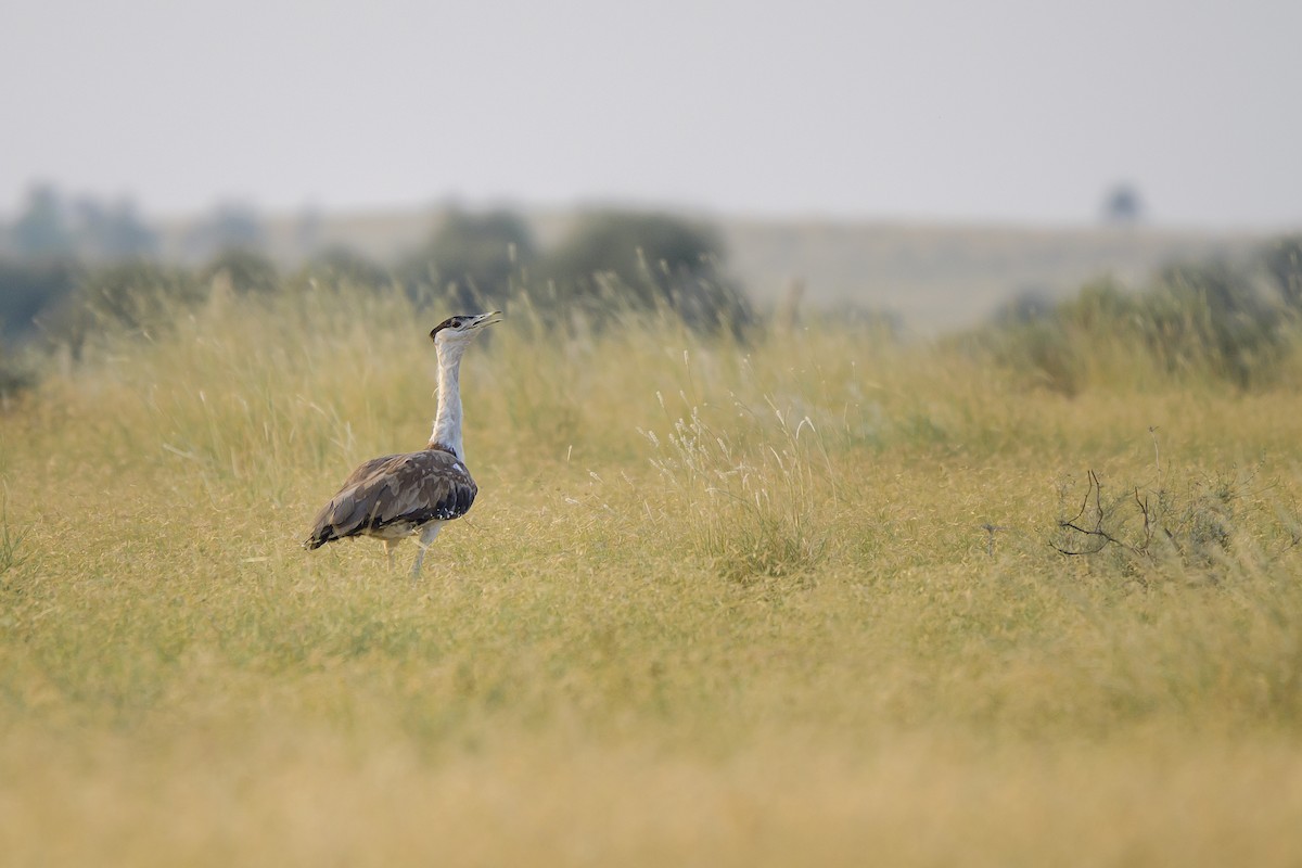 Great Indian Bustard - Saurabh Sawant