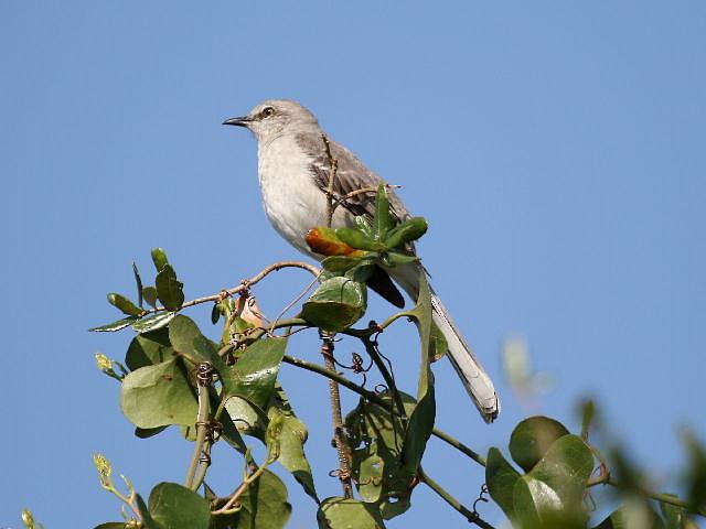 חקיינית צפונית - ML21158411