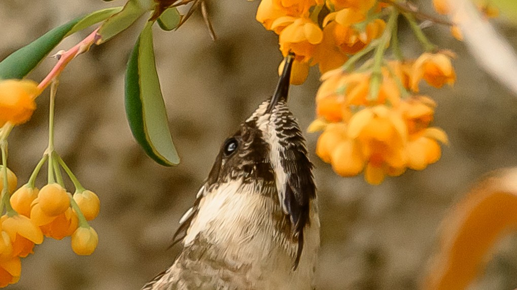 hummingbird sp. - Carole Turek