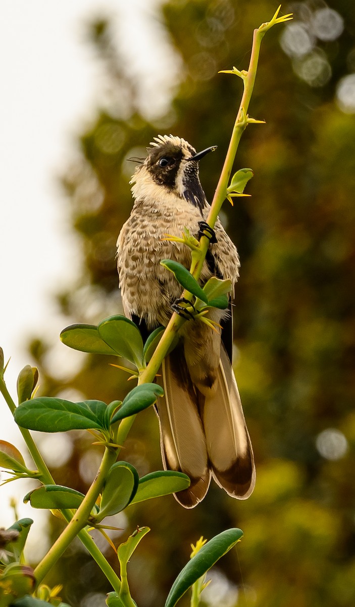 ub. kolibri (Trochilidae sp.) - ML211585311