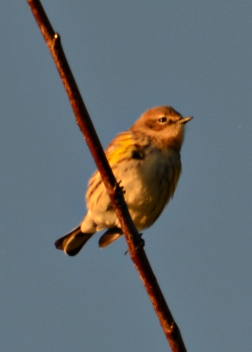 Yellow-rumped Warbler - Nina Rach