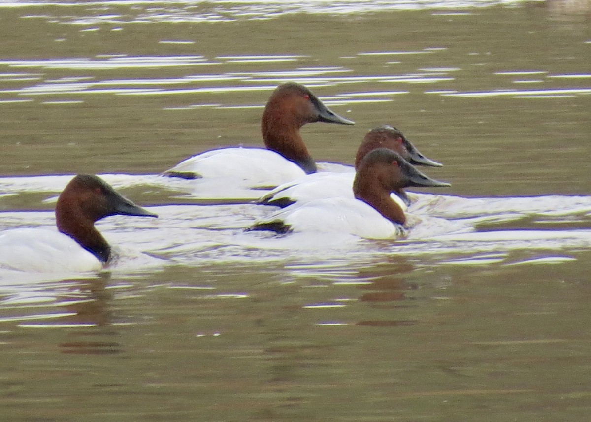 Canvasback - ML211590601