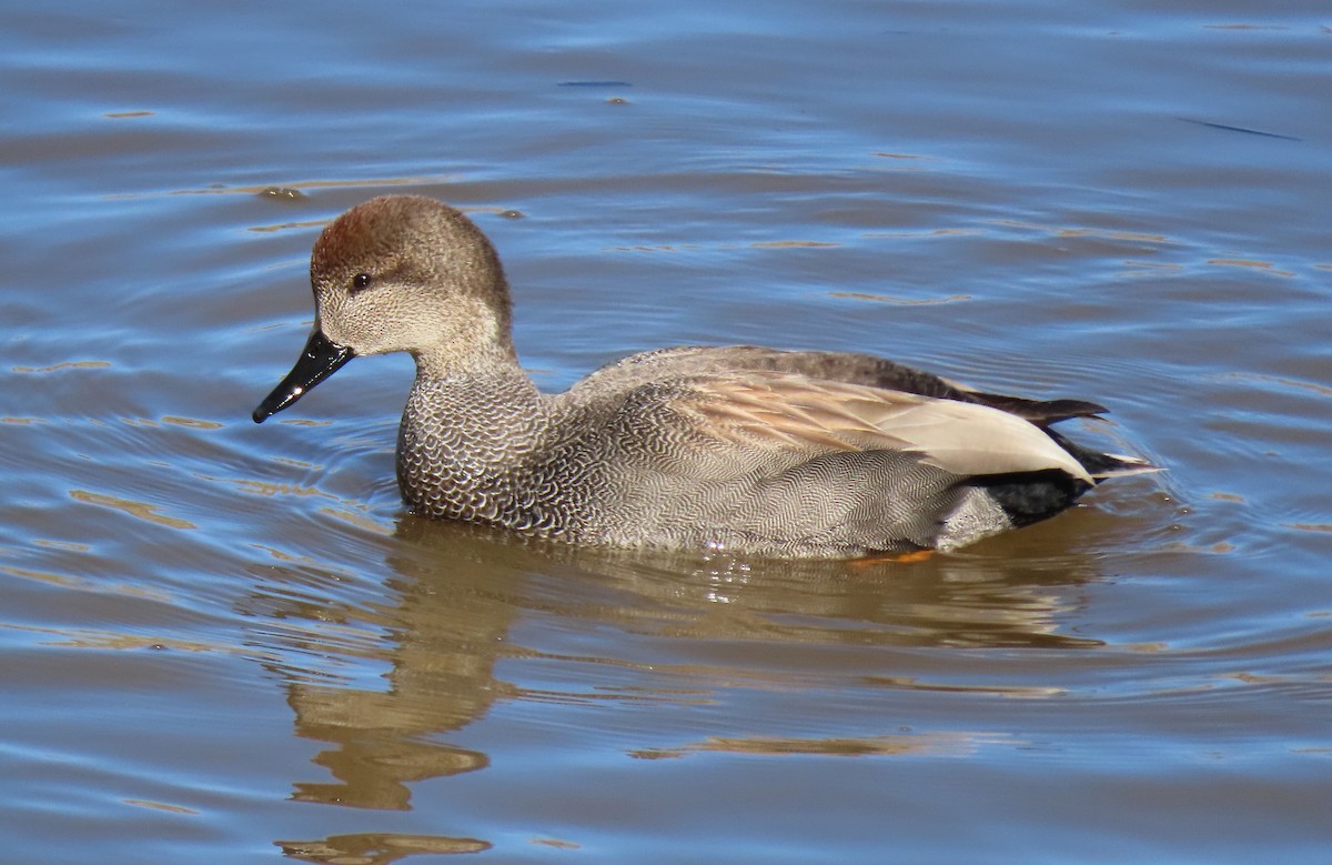 Canard chipeau - ML211591541