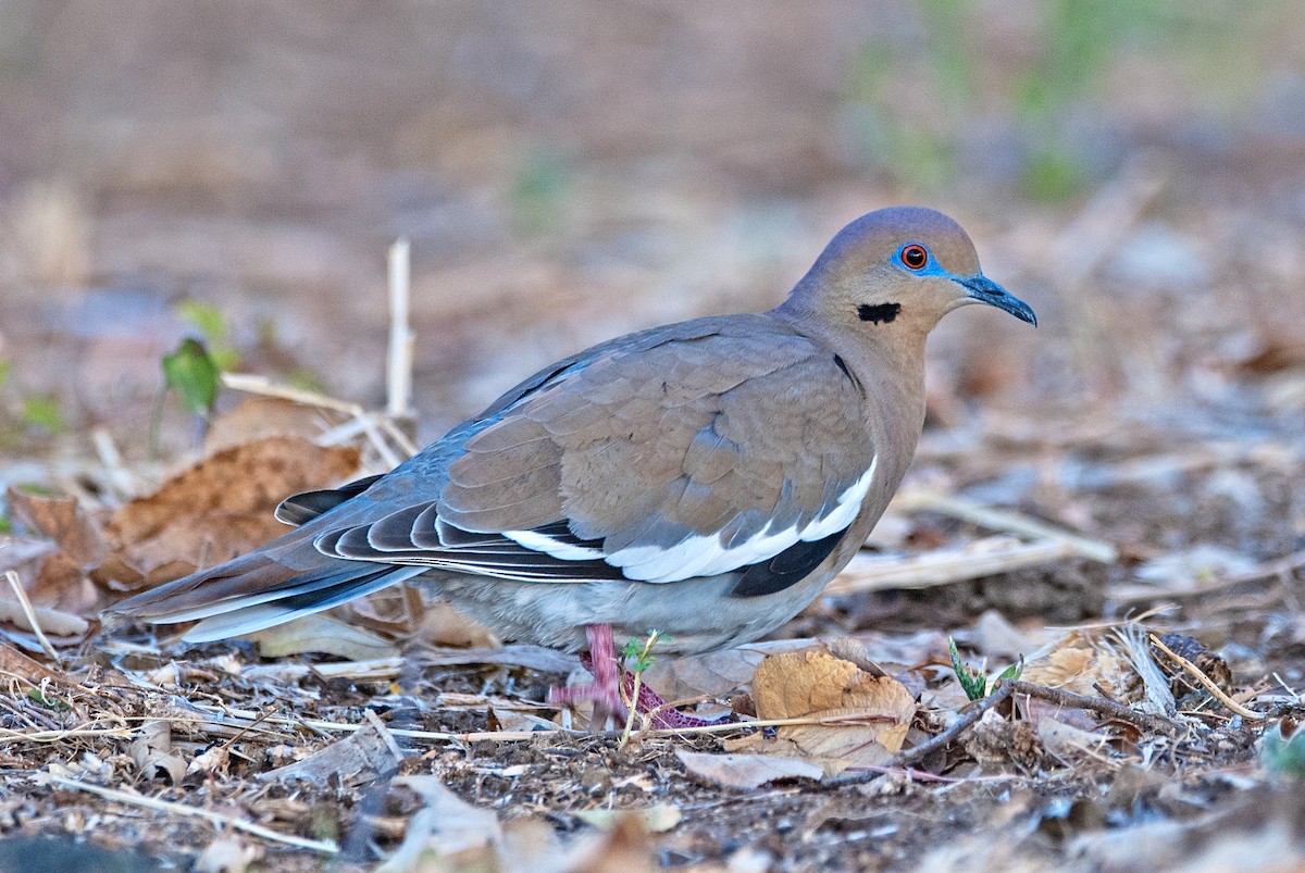 White-winged Dove - ML211591811