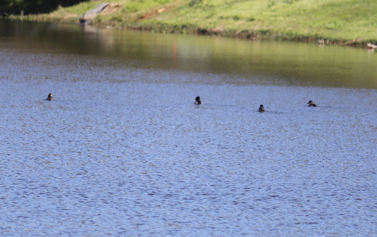 Ring-necked Duck - ML211592941