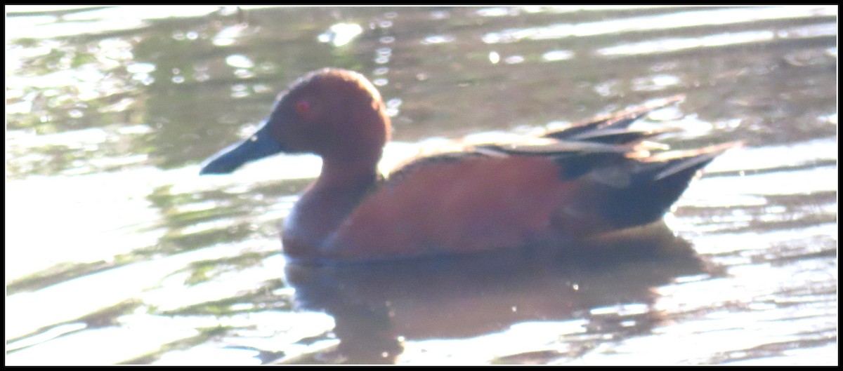 Cinnamon Teal - Peter Gordon