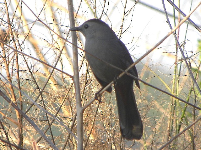 Gray Catbird - ML21159741