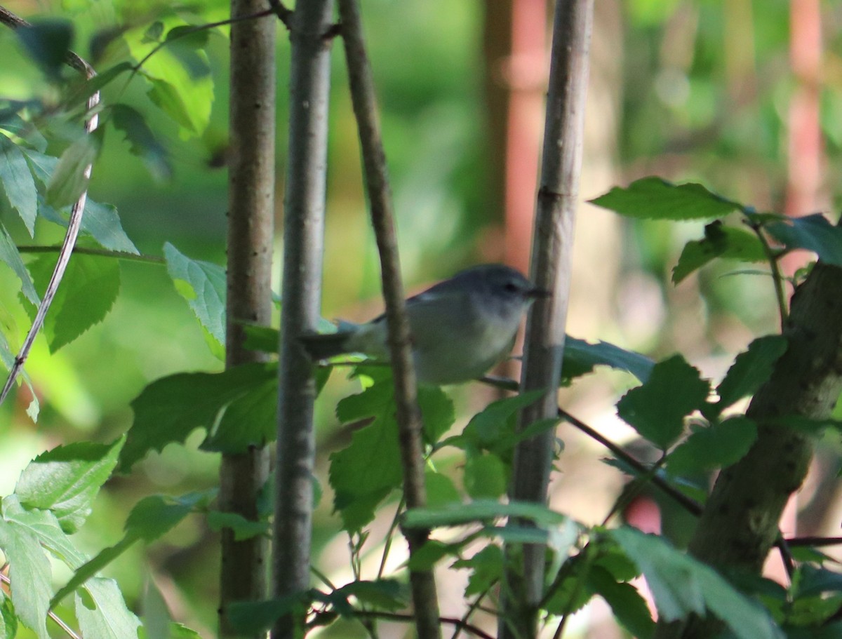Orange-crowned Warbler - ML211598371