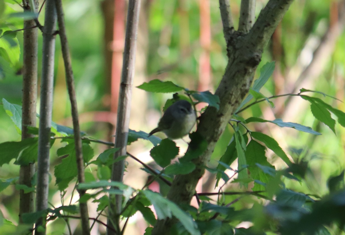 Orange-crowned Warbler - ML211598391