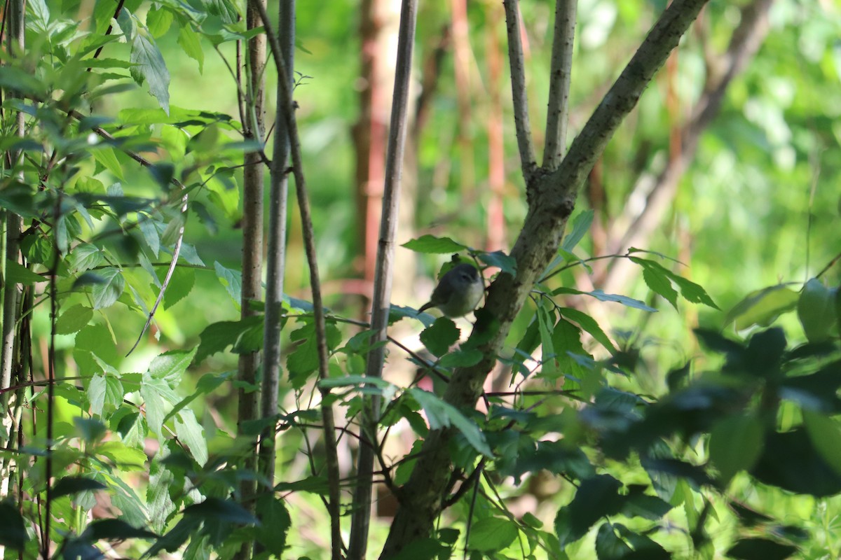 Orange-crowned Warbler - ML211598421
