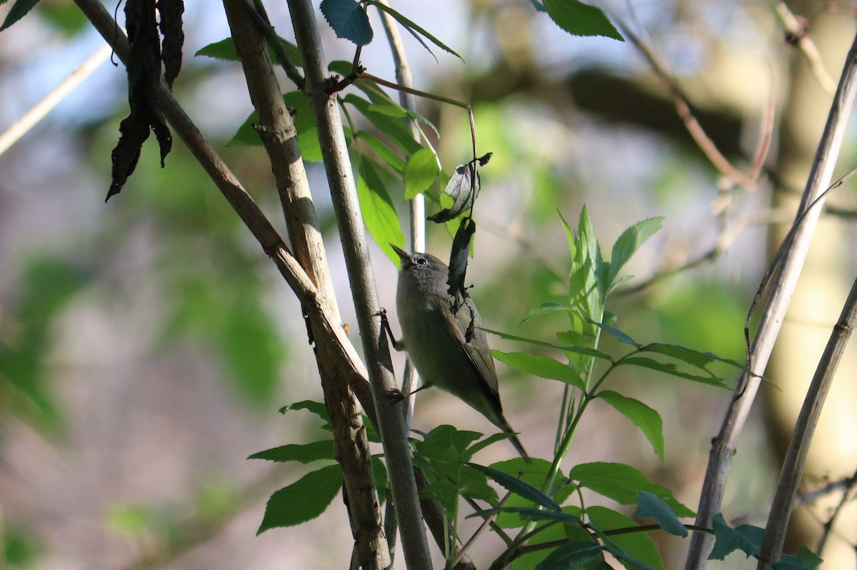 Orange-crowned Warbler - ML211598911