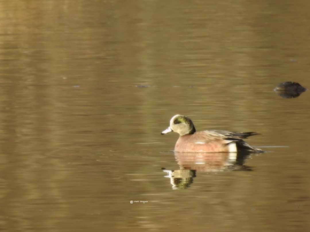 American Wigeon - ML211598941