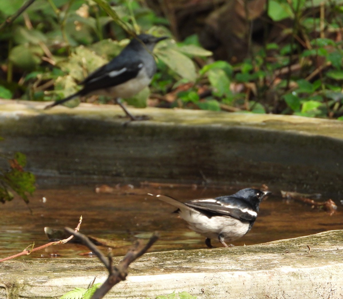 Oriental Magpie-Robin - ML211599871