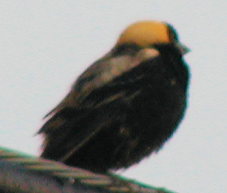 Bobolink - ML211599941