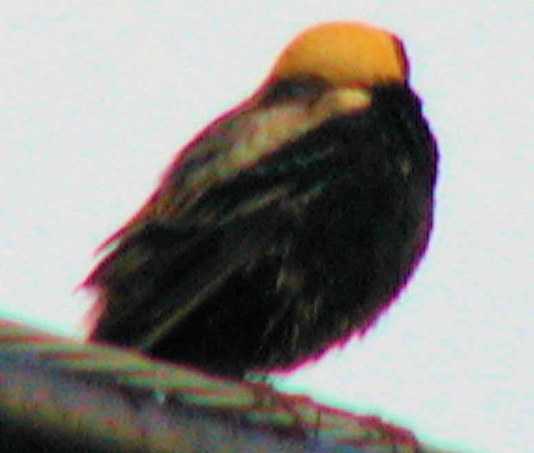 Bobolink - ML211599951