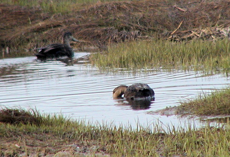 American Black Duck - ML211600291