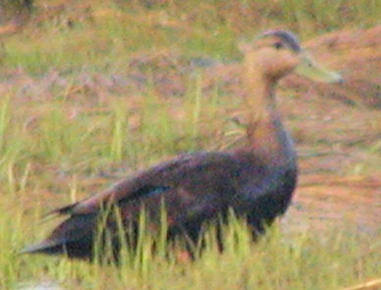 American Black Duck - ML211600301