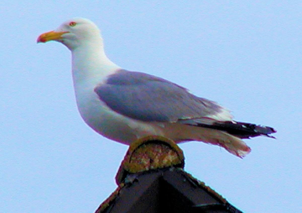 Herring Gull - ML211600421