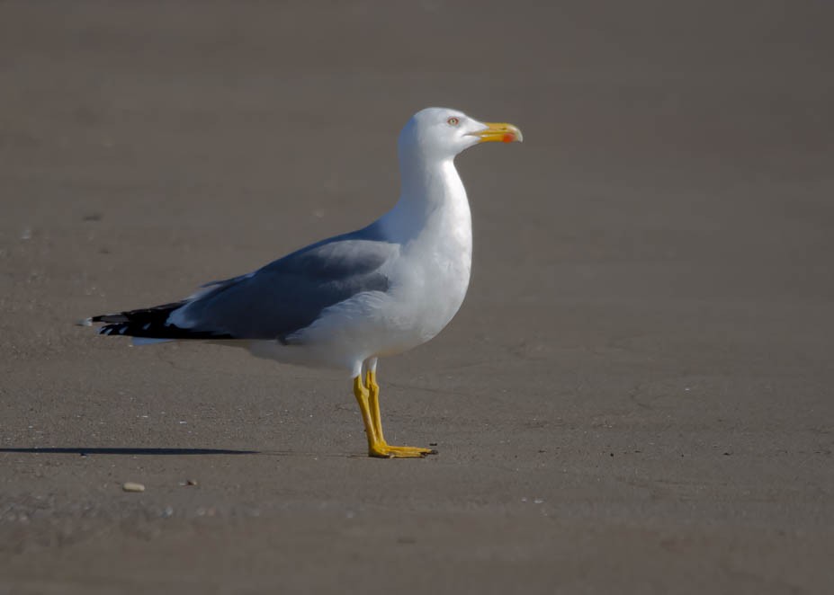 Yellow-legged Gull - ML211602281