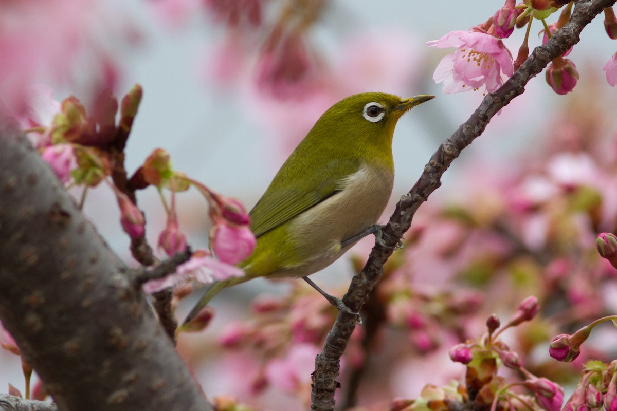 Warbling White-eye - ML211603231