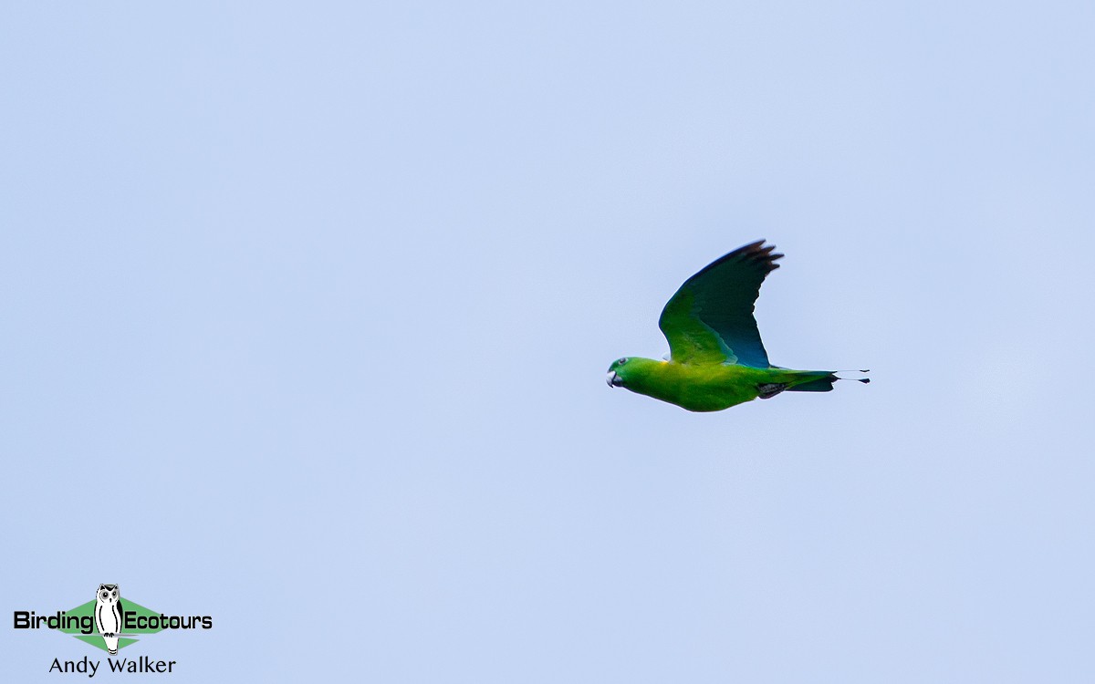 Golden-mantled Racquet-tail - ML211607581