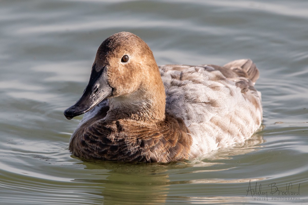 Canvasback - ML211607841