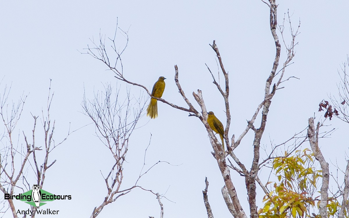 Banggai Golden-Bulbul - ML211607901