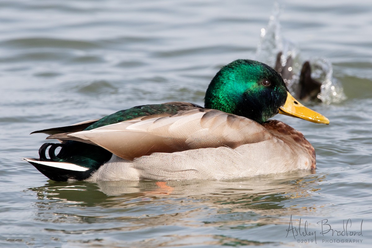 Canard colvert - ML211608521