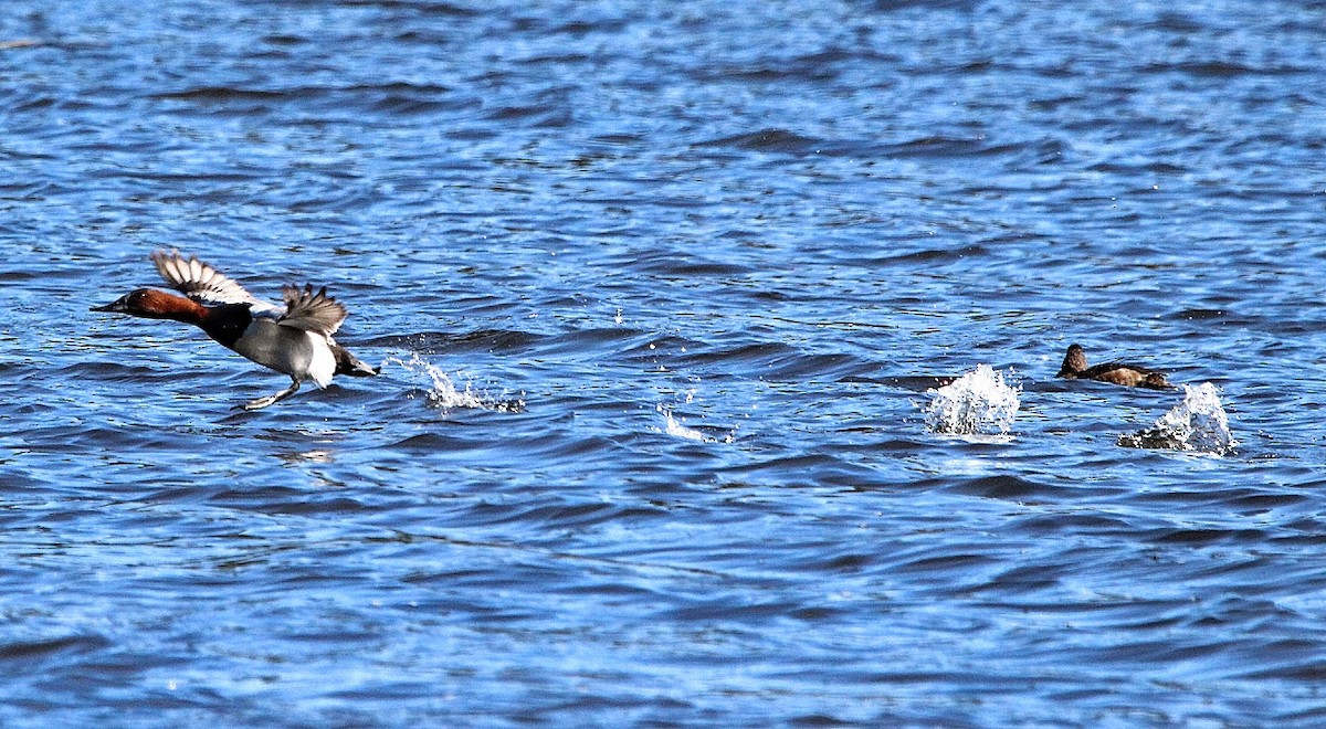 Canvasback - ML211608571