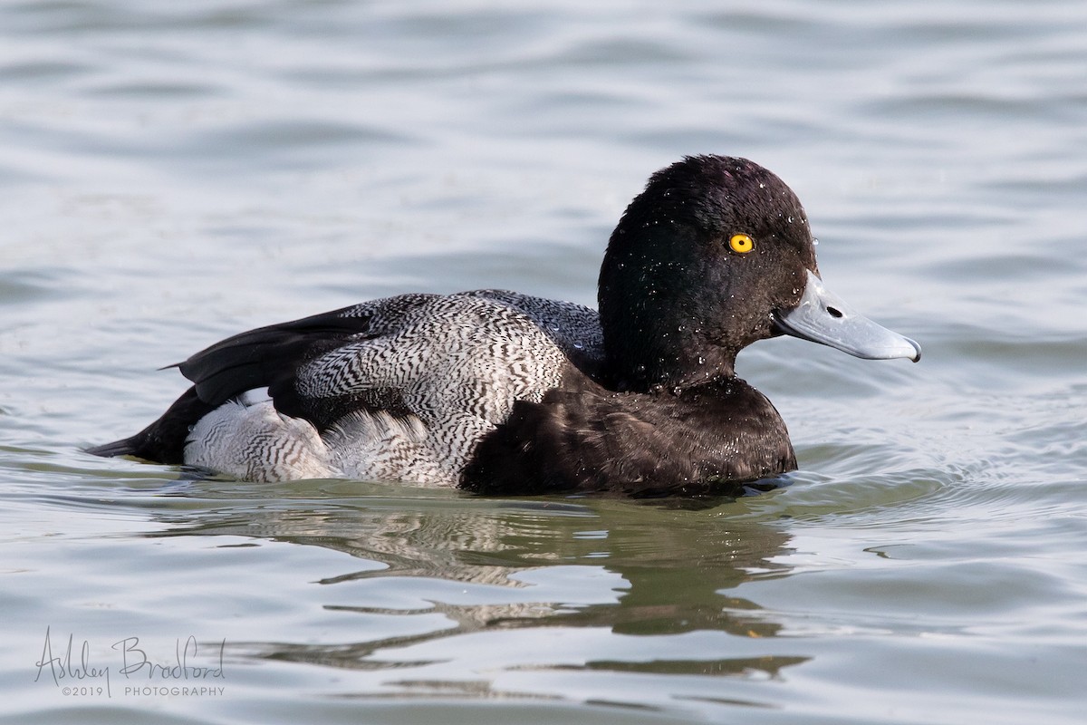 Lesser Scaup - ML211608901