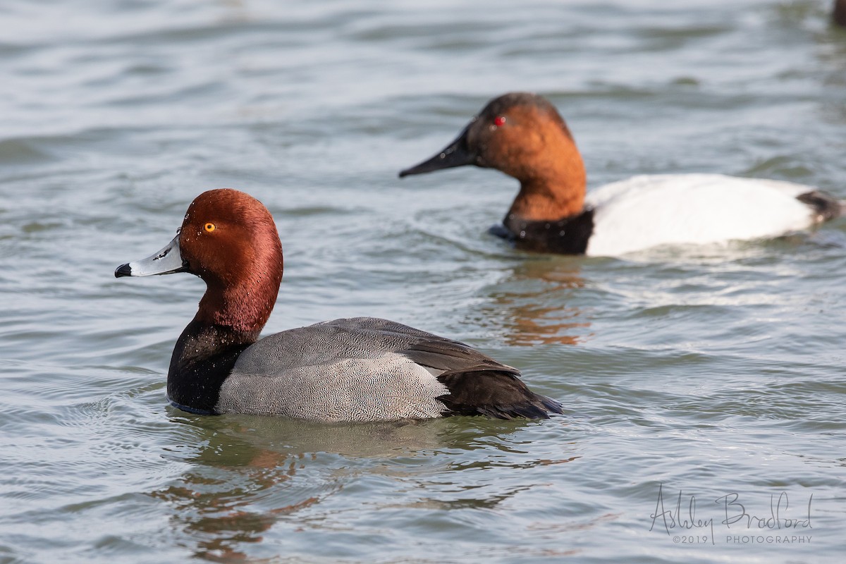 Redhead - ML211609131