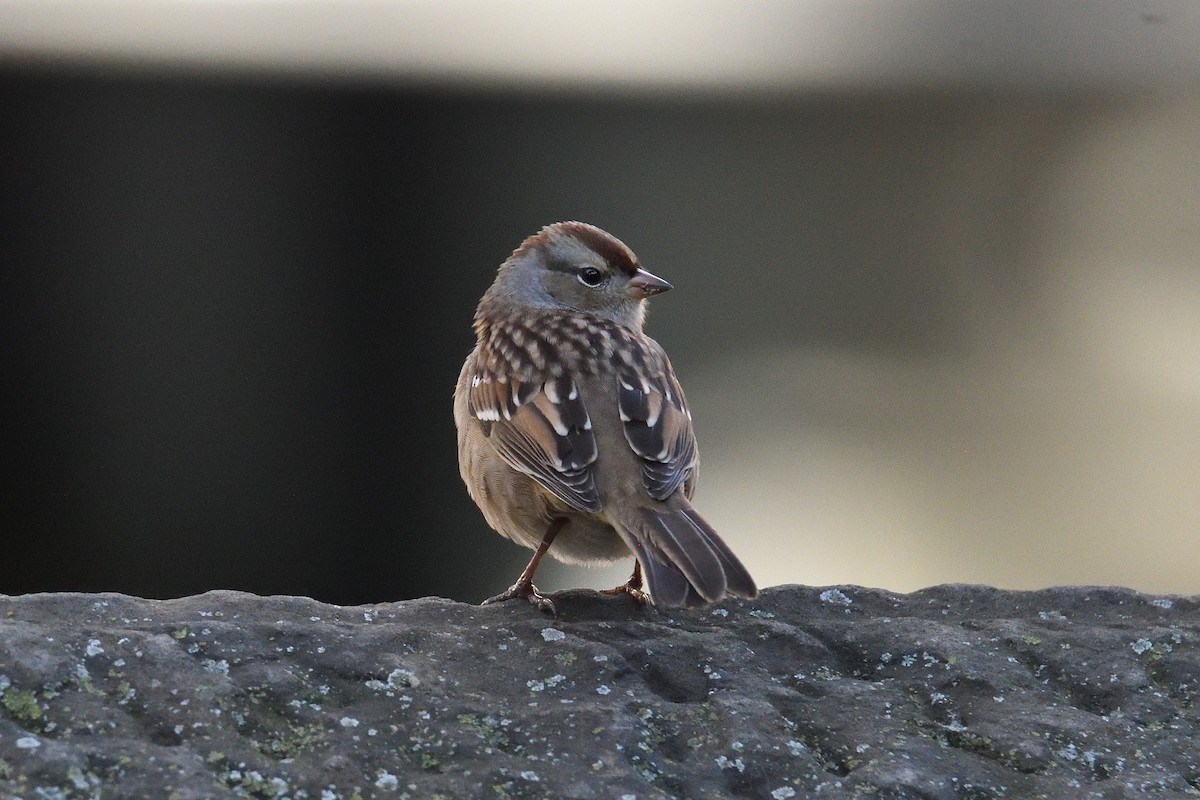 White-crowned Sparrow - ML211609451