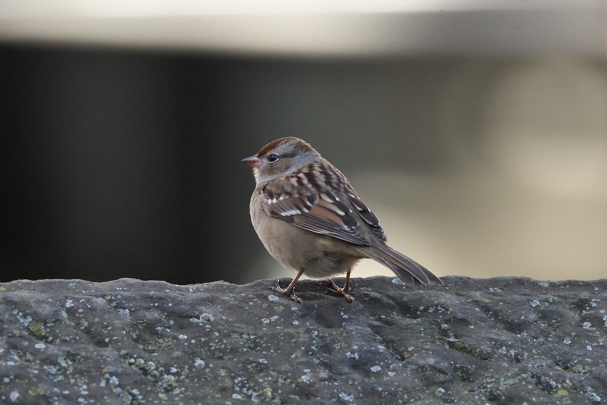 White-crowned Sparrow - ML211609461