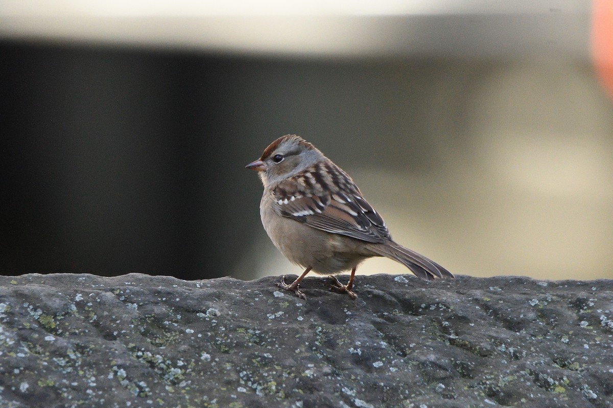 White-crowned Sparrow - ML211609471