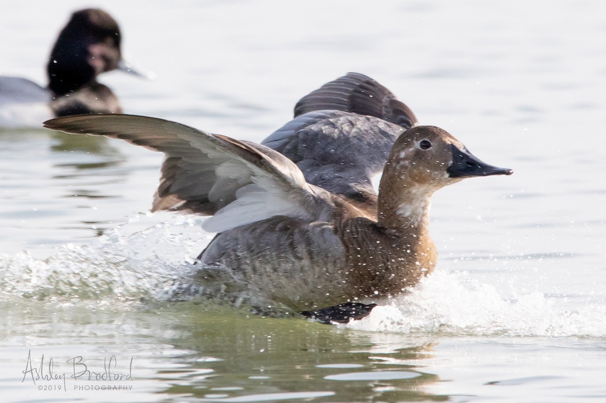 Canvasback - Ashley Bradford