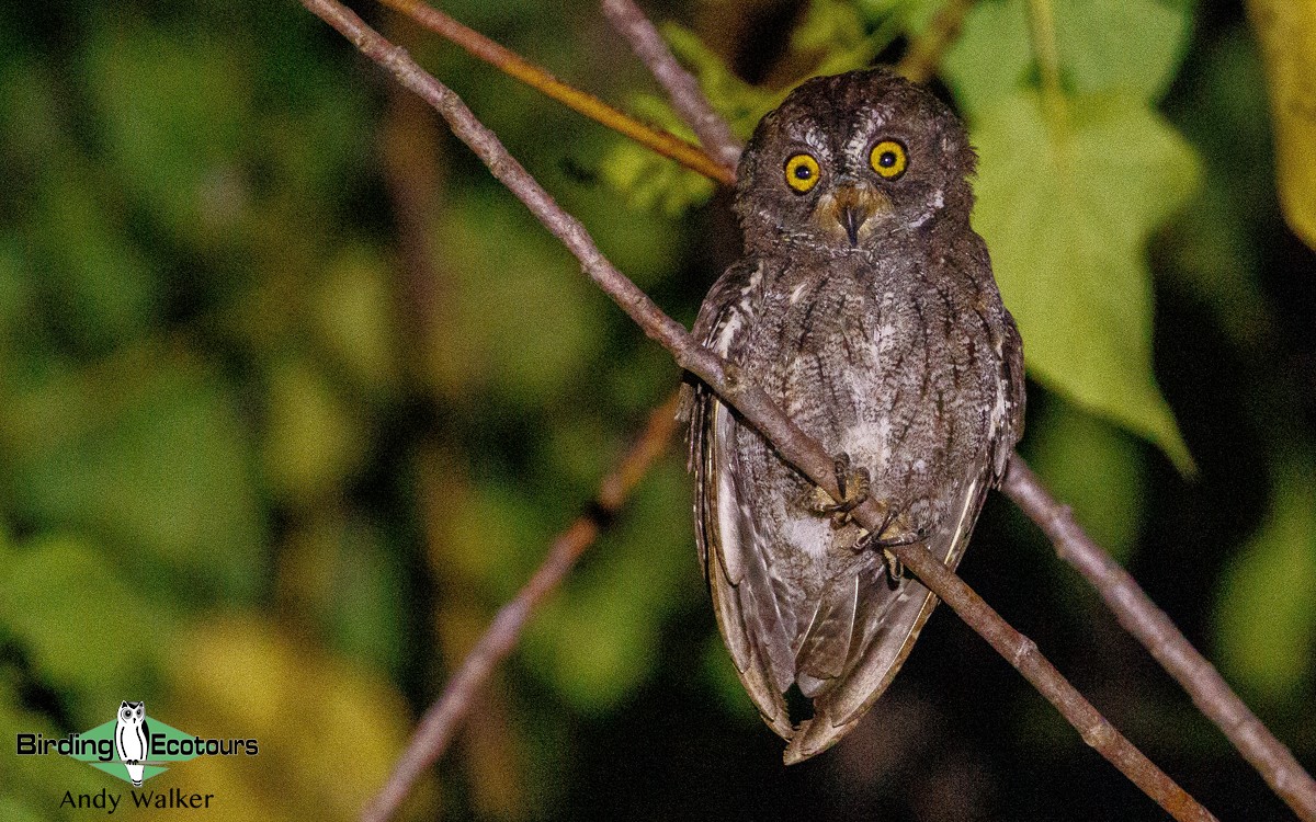 Banggai Scops-Owl - ML211610891