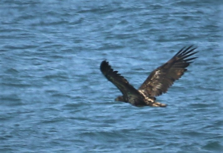 White-tailed Eagle - Nicole Koeltzow