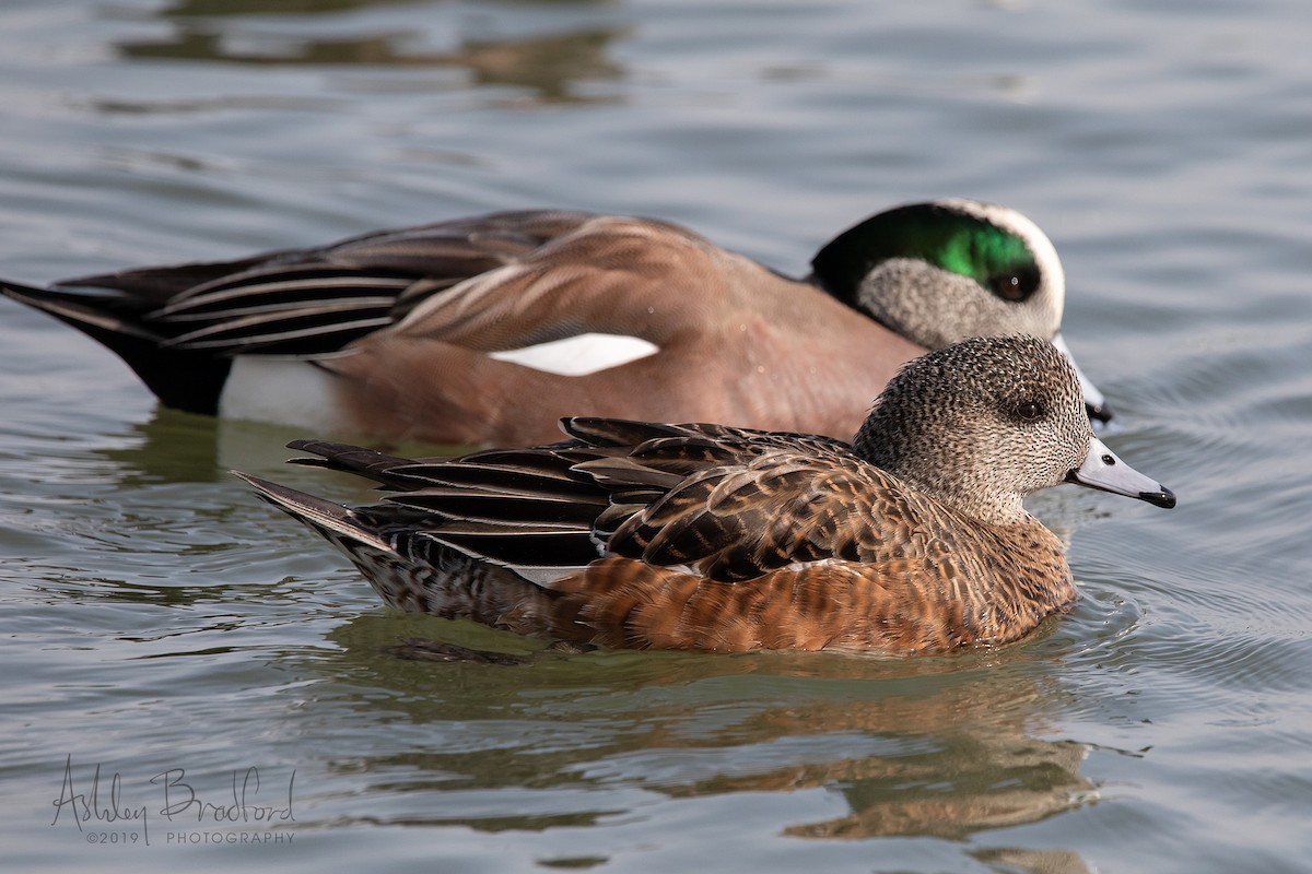 American Wigeon - ML211611571