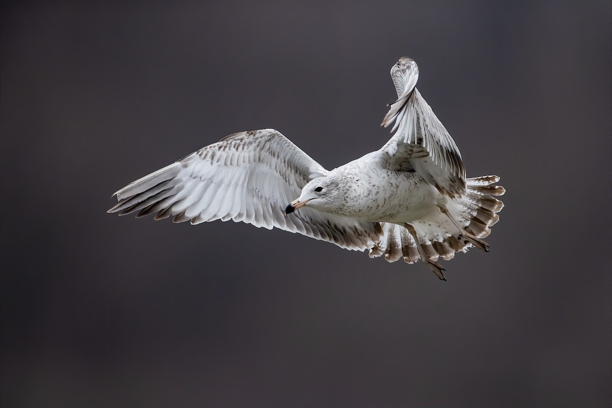 Ring-billed Gull - Ryan Sanderson