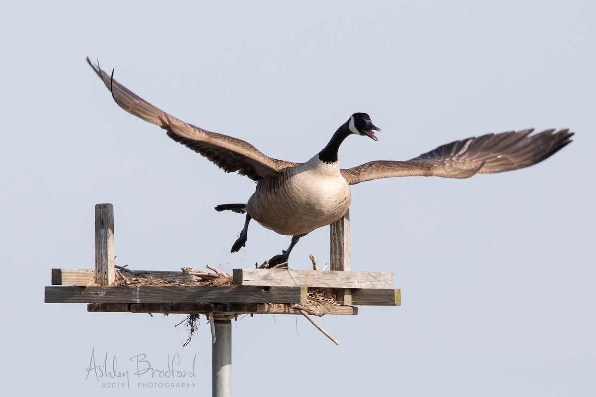 Canada Goose - ML211612041