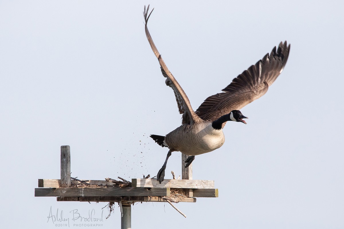 Canada Goose - Ashley Bradford